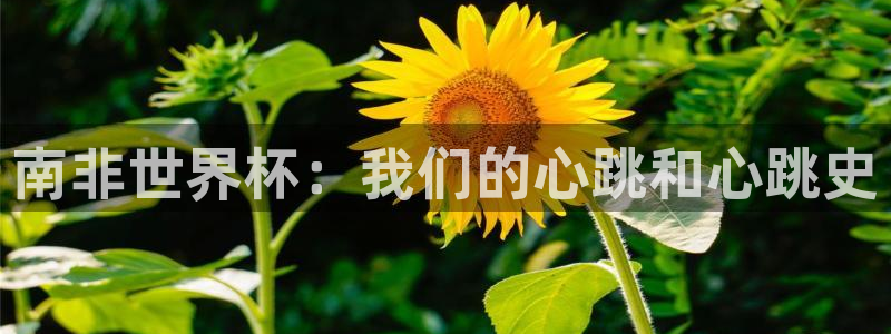 2026世界杯中国队：南非世界杯：我们的心跳和心跳史