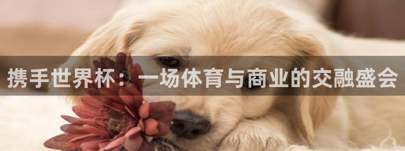 世界杯预选赛赛程时间表：携手世界杯：一场体育与商业的交融盛会